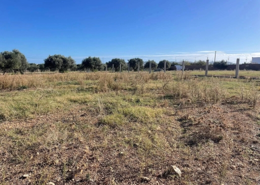 CEBELAT BEN AMMAR : TERRAIN A VENDRE