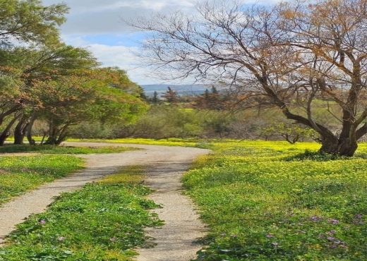 CEBELAT BEN AMMAR : TERRAIN A VENDRE - image 2