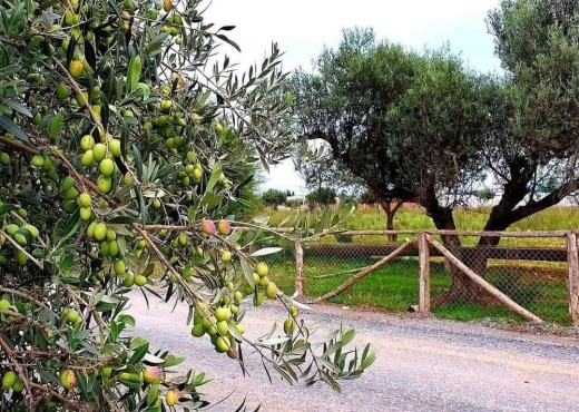 CEBELAT BEN AMMAR : TERRAIN A VENDRE - image 3